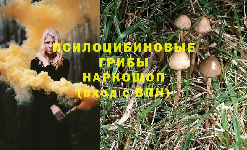 что такое наркотик  Северодвинск  Галлюциногенные грибы Magic Shrooms 